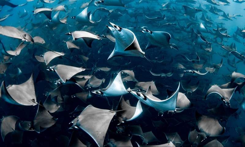 看見(jiàn)海的美｜Blancpain 創(chuàng)立「女性Fifty Fathoms五十噚」攝影獎(jiǎng)-復(fù)刻表