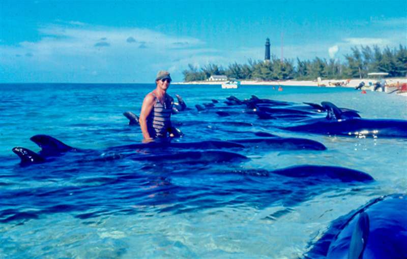 你只活一次的假期：我?guī)е鴲郾吮砣チ艘粋€(gè)荒島-復(fù)刻表