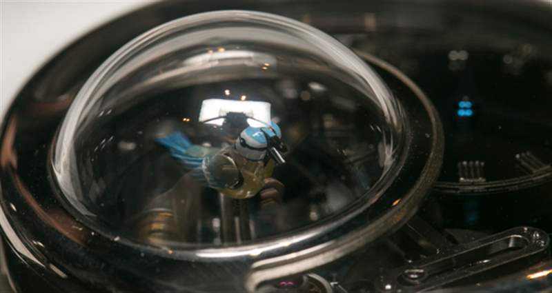 雅克德羅(Jaquet Droz)迷人小鳥自動玩偶腕表歌舞升華-復(fù)刻表